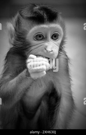 Portrait baby southern pig-tailed macaque Stock Photo - Alamy