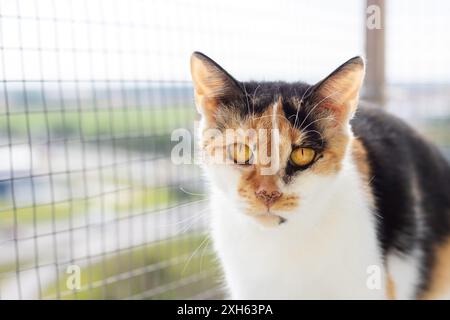 A calico cat with whiskers stands on a balcony behind a wire fence near a tree and grass. The carnivorous feline belongs to the Felidae family Stock Photo