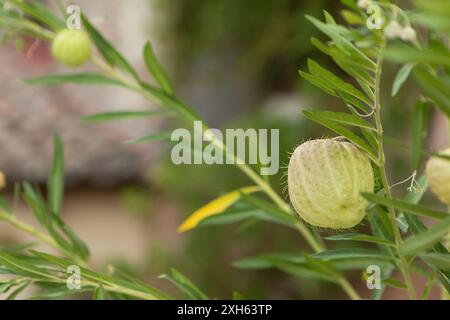 Balloon plant is growing on a vine with green leaves Stock Photo
