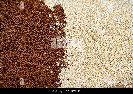 quinoa (Chenopodium quinoa), Red and white quinoa seeds Stock Photo