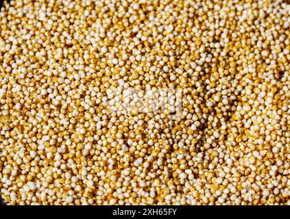 quinoa (Chenopodium quinoa), white quinoa seeds Stock Photo