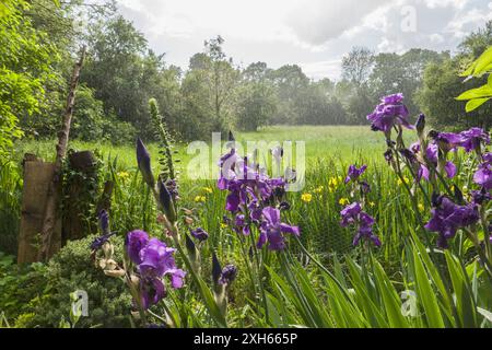 Garden iris, German iris, Bearded iris, Fleur-de-lis (Iris germanica), in the garden, with the Erftaue orchard nature reserve in the background, Germa Stock Photo