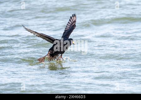 Black scoter, common scoter  (Melanitta nigra), drake landing on the water, Netherlands, Zuidpier, Ijmuiden Stock Photo