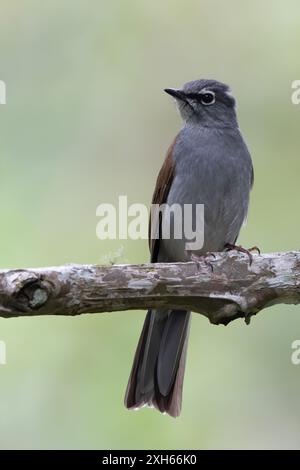 Brown-backed solitaire (Myadestes occidentalis), perched on a branch in a semi-deciduous mountain forest, Guatemala Stock Photo