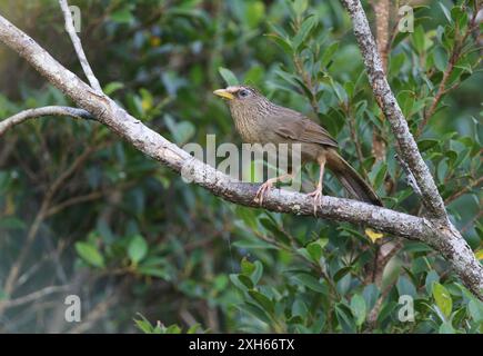 Taiwan Hwamei, Taiwan Laughingthrush, Taiwanese Hwamei (Garrulax taewanus), sitting on a branch, Taiwan, Taitung Forest Park Stock Photo