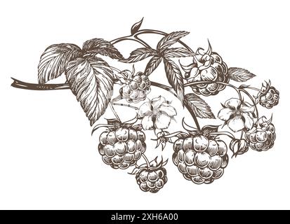 Raspberry branch, hand drawn black and white graphic vector illustration. Farm berries in engraving style. For packaging, labels or menus. Stock Vector