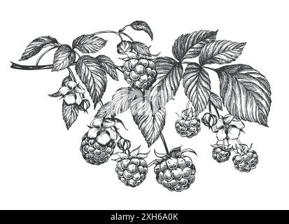 Raspberry branch, hand drawn black and white graphic vector illustration. Farm berries in engraving style. For packaging, labels or menus. Stock Vector