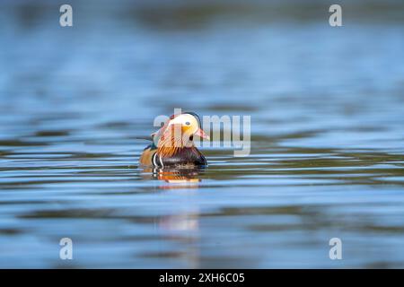 Low pov of a male mandarin duck swimming on a lake. Stock Photo