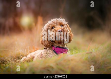 Close up front view of a cute cockerpoo dog sitting in long grass and staring ahead at sunset Stock Photo