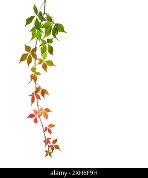 Autumn  branch  of Five-Leaved Ivy  with multi-colored leaves isolated on  white background. Stock Photo