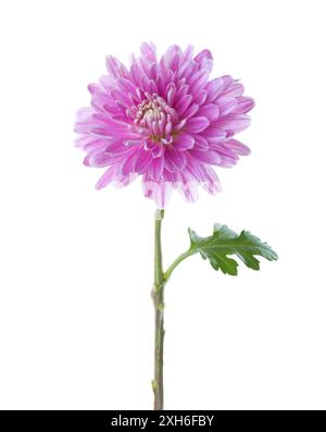 Chrysanthemum flower isolated on white background. Stock Photo