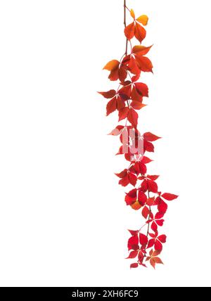 Autumn  branch  of Five-Leaved Ivy  with colorful  leaves isolated on white background. Stock Photo