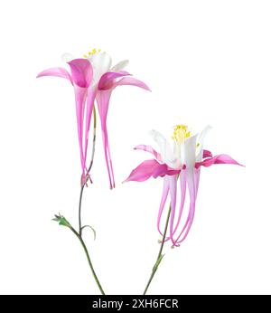 Two pink-white Aquilegia flowers isolated on a white background. Stock Photo