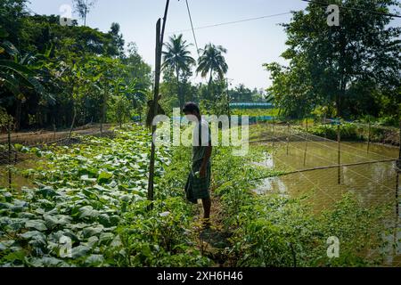 An indian farmer is seen looking working in his farm at vegetables. Concept of agriculture crises in India and rice farming Stock Photo