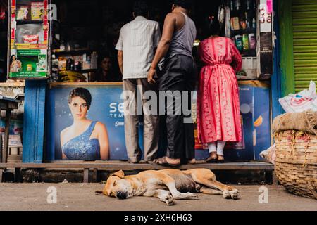 Kolkata, India - 20 October 2023: A stray dog is seen resting in front of street shop in a bazaar with people in the city Stock Photo