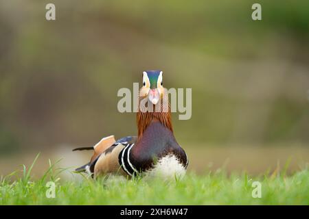 Close, front view of a wild, male mandarin duck (Aix galericulata) isolated outdoors in a UK park, staring directly ahead at camera! Stock Photo