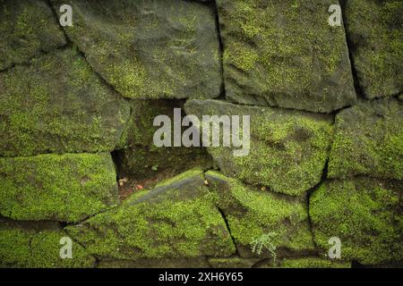 The background texture of moss on a brick wall with some missing stones Stock Photo