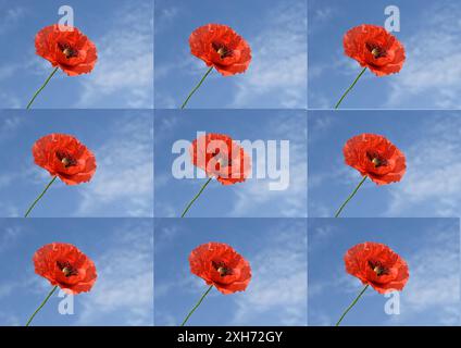 A greeting card created by collaging one photo with an image of a red poppy, repeated several times. Created with GIMP Stock Photo