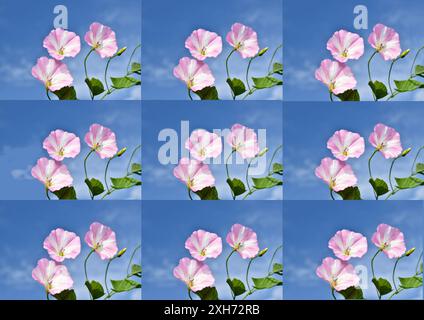 A greeting card made using a collage of images of the bindweed flower. Created with GIMP Stock Photo
