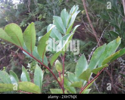 butterspoon tree (Cunonia capensis) Tonnelbos in the Outeniquas Stock Photo