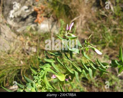 Heartleaf Falsepea (Polygala fruticosa) Strawberry Hill: At the ...