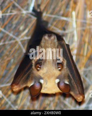 Gambian Epauletted Fruit Bat (Epomophorus gambianus) , tabakouta, senegal Stock Photo