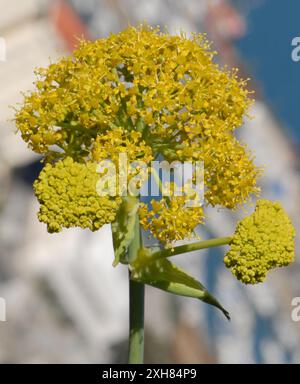 giant Tangier fennel (Ferula tingitana) Gibraltar, Gibraltar Stock Photo