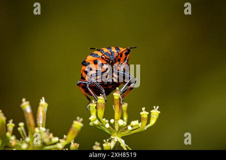 An europea striped shield bug Stock Photo