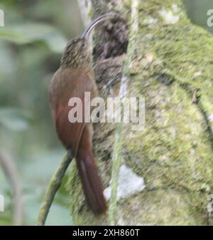 Brownbilled Scythebill (Campylorhamphus pusillus), Colombia Stock