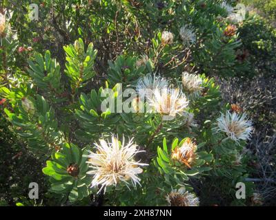 Lanceleaf Sugarbush (Protea lanceolata) St Blaize Trail on the coast west of Mossel Bay Stock Photo