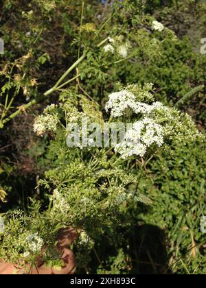 poison hemlock (Conium maculatum) San Pedro Valley County Park, Pacifica, California, US Stock Photo