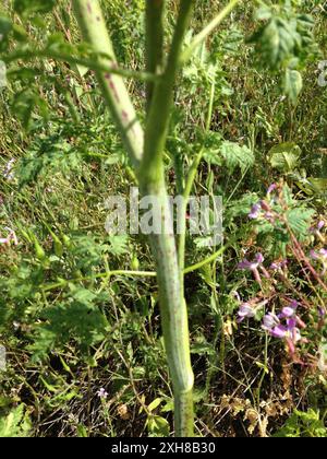 poison hemlock (Conium maculatum) McLaren Park, San Francisco, California, US Stock Photo