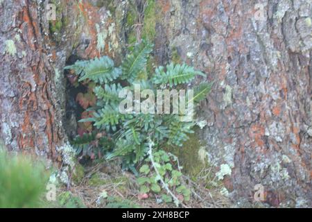 leathery polypody (Polypodium scouleri) Sweeney Ridge, San Mateo County, Golden Gate National Recreation Area, US-CA, US Stock Photo