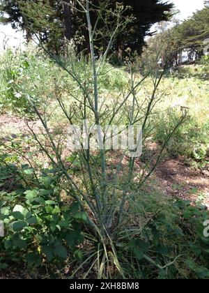 poison hemlock (Conium maculatum) McLaren Park, San Francisco, California, US Stock Photo