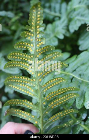 leathery polypody (Polypodium scouleri) Lands End Trail, Golden Gate National Recreation Area, San Francisco, CA 94121, USA leathery polypody (Polypodium scouleri) Lands End Trail, Golden Gate National Recreation Area, San Francisco, CA 94121, USA Stock Photo