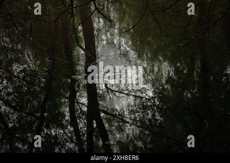 reflection of trees on a lake Stock Photo