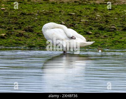 Mute swan preening is feathers at the edge of the river Stock Photo