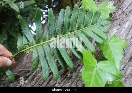 leathery polypody (Polypodium scouleri) , san bruno mountain Stock Photo