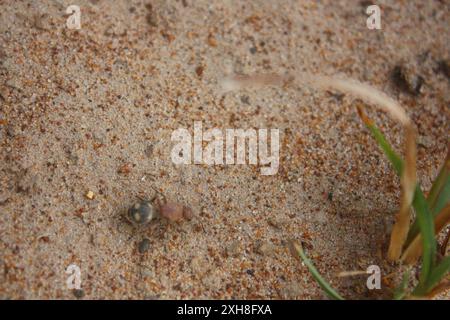 Four-spotted Velvet Ant (Dasymutilla quadriguttata) , 30.562666,-96.213654 Stock Photo