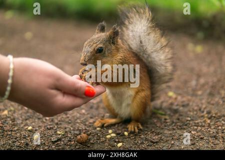 wild squirrel in the park eats from a woman's palm Stock Photo