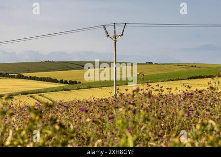 Looking out to farmland in the South Downs, with a defocused field of thistles in the foreground Stock Photo