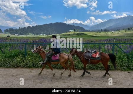 A man rides his horse during a sunny and hot summer day in Gulmarg, a tourist destination about 55kms from Srinagar, the summer capital of Jammu and Kashmir. Stock Photo