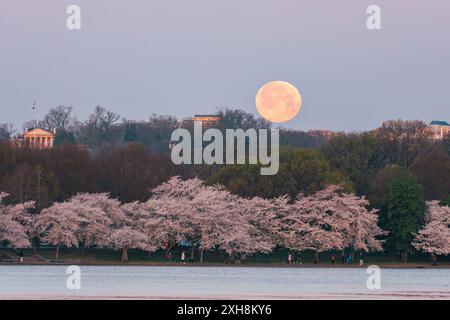 Moon rises over the tidal basin in Washington DC during peak cherry blossom bloom Stock Photo