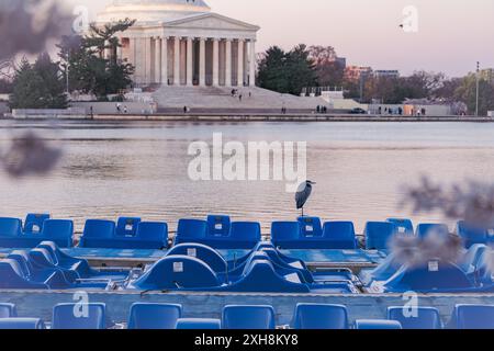 Washington, DC - March 25, 2024: Great blue heron bird perched on paddleboats. Tidal Basin, Washington DC Stock Photo