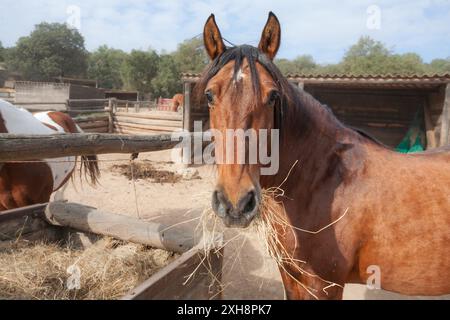 A brown horse is eating hay in a pen. The horse is eating from a trough and is surrounded by other horses Stock Photo