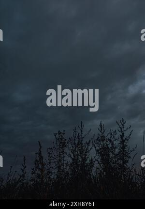 Dark cumulus clouds sky after thunderstorm .Blades of grass in the background embellish the image of the sky. Stock Photo