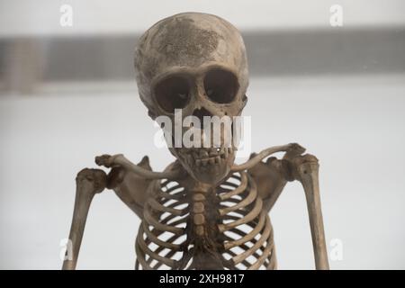 A juvenile Chimpanzee skeleton at the Grant Museum of Zoology in London Stock Photo