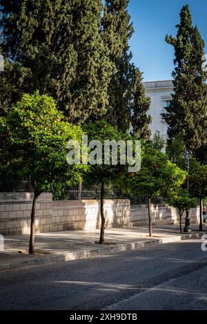 Bitter orange trees lining the street of downtown Athens, Greece Stock Photo