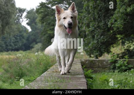 White Swiss Shepherd and Australian Shepherd mix walking on a wall towards the camera, panting Stock Photo