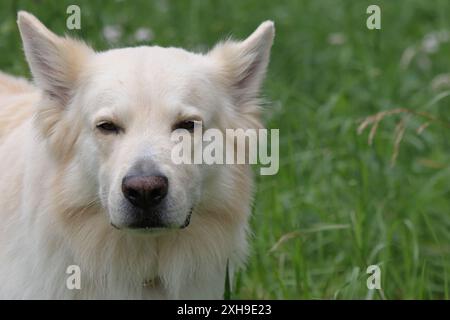 White Swiss Shepherd and Australian Shepherd mix, about to sneeze Stock Photo